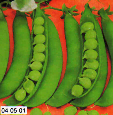 PISELLO MEZZA RAMA S.CROCE NAPOLETANO GR.500